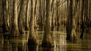 A Scenic View Of Natchez Trace In Mississippi Wallpaper