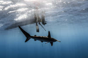 A Shark Swimming In The Ocean With A Boat In The Background Wallpaper
