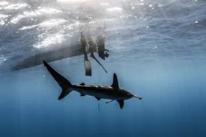 A Shark Swimming In The Ocean With A Boat In The Background Wallpaper