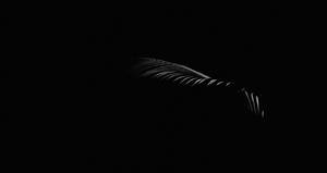 A Silhouette Of A Leaf On A Black Background Wallpaper