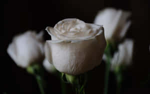 A Simple Yet Beautiful White Rose Against A Light Blue Background Wallpaper