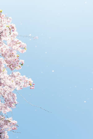 A Single Cherry Blossom Tree Standing Tall And Majestic. Wallpaper