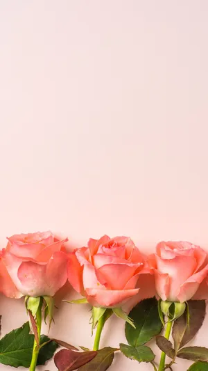 A Single Pink Rose In Bloom Against A Crisp Green Background Wallpaper