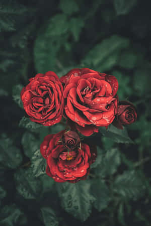 A Single Vibrant Red Rose Set Against A Dark Background Wallpaper
