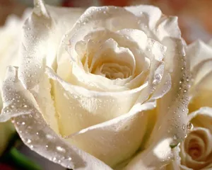 A Single White Rose Against A Black Background Is A Stunning Sight. Wallpaper
