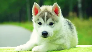 A Small Husky Puppy Laying On A Green Blanket Wallpaper
