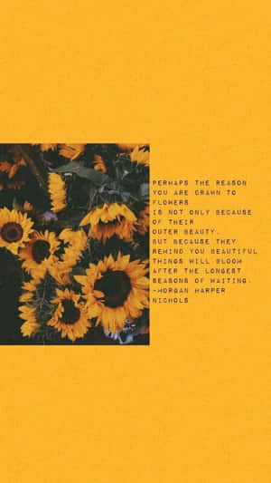 A Small Sunflower Shining Brightly Wallpaper