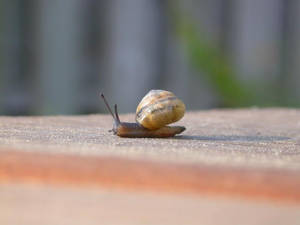 A Snail Or Acorn Wallpaper