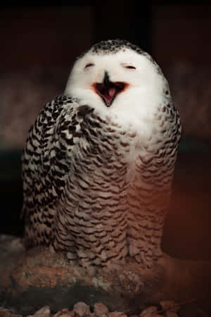 A Snowy Owl Is Sitting On Rocks Wallpaper