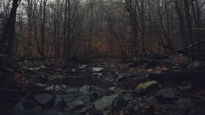 A Stream In The Woods With Rocks And Leaves Wallpaper