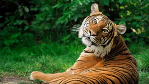 A Stunning Display Of An 8k Uhd Tiger Prowling Wallpaper
