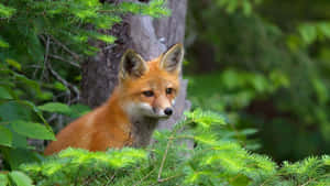 A Stunning Shot Of A Cool Fox. Wallpaper