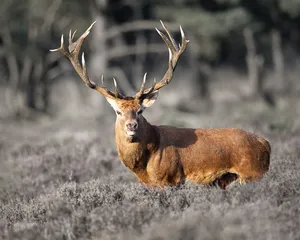A Stunningly Vibrant Deer In Nature Wallpaper