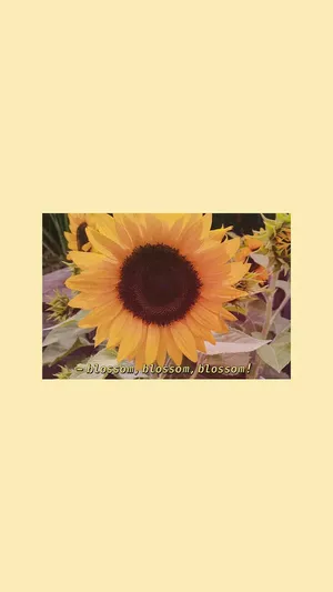 A Sunflower With The Words 'sunflowers Are The Best' Wallpaper