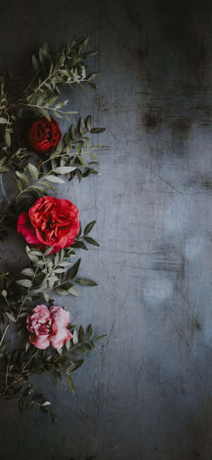 A Sweet Pink Rose That Will Make You Swoon. Wallpaper