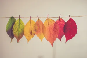 A Sweet Scene Of Autumn With Colorful Leaves, A White Pumpkin, And A Small Furry Friend. Wallpaper