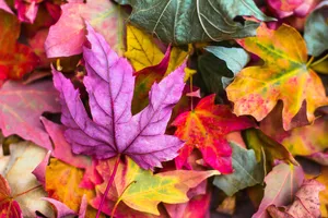 A Symphony Of Autumn Awe Wallpaper