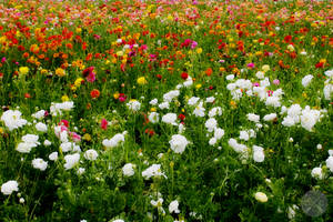 A Symphony Of Color In A Carnation Flower Field Wallpaper