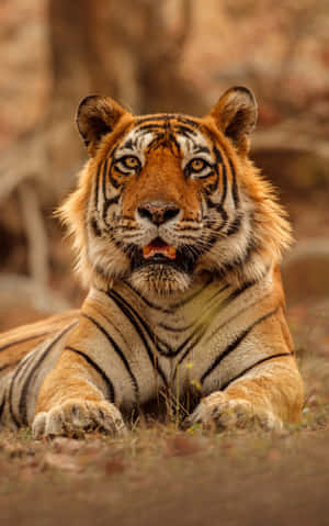 A Tiger Is Laying Down In The Forest Wallpaper