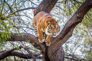 A Tiger Leaps Through The Trees Wallpaper