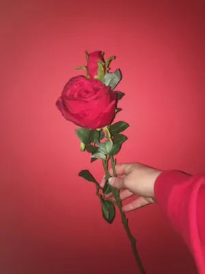 A Timeless Beauty Wallpaper