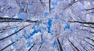 A Tranquil Alpine Landscape With Frosty White Snow Covering The Mountains And Trees. Wallpaper