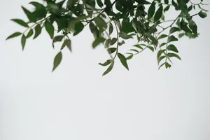A Tree Branch With Leaves Wallpaper