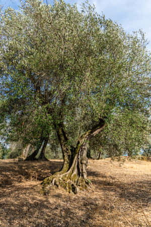 A Tree In A Field Wallpaper