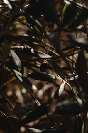 A Tree With Leaves Wallpaper