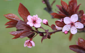 A Tree With Pink Flowers And Leaves Wallpaper