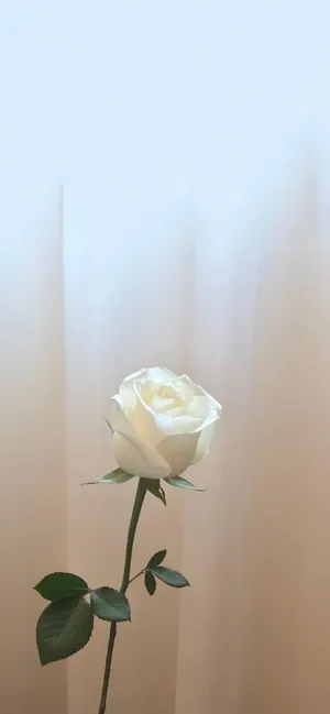 A Velvety White Rose Beneath A Bewitching Night Sky. Wallpaper