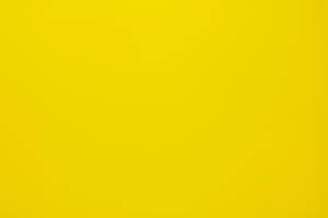 A Vibrant Yellow Tulip Field Under A Clear Blue Sky Wallpaper