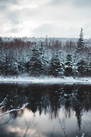 A View Of The Breathtaking Magical Forest Wallpaper
