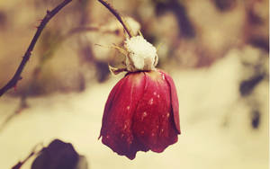 A Vivid Red Rose Drooping In The Crisp Winter Atmosphere Wallpaper