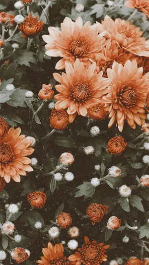 A Walk Through A Vintage Fall Forest Wallpaper