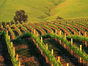 A Wavy Vineyard Wallpaper