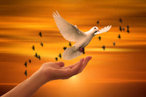 A White Dove Flying Away Wallpaper