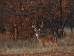 A Whitetail Deer Peacefully Roaming In A Lush Green Landscape Wallpaper