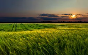 A Windy Sunset In A Green Landscape Wallpaper