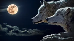 A Wolf Silhouetted By The Moonlight, Out To Hunt Its Prey Wallpaper