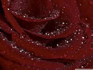 Add A Touch Of Maroon To Your Home Décor For A Cozy And Stylish Feel Wallpaper