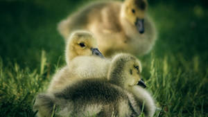 Adorable Baby Duck Exploring Nature Wallpaper