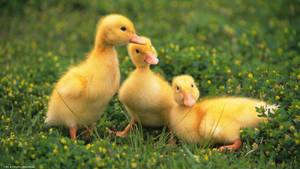 Adorable Baby Duck Wading In Water Wallpaper