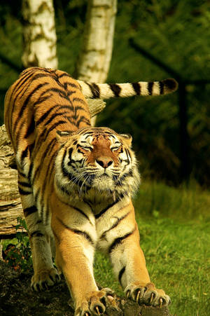 Adorable Big Bengal Tiger Hd Wallpaper