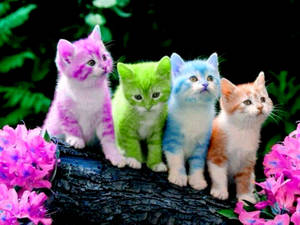 Adorable Colorful Kittens Wallpaper