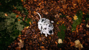 Adorable Dalmatian Dog Wallpaper