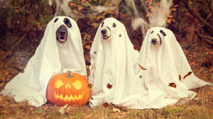 Adorable Dog Dressed In Ghostly Fashion For Halloween Wallpaper