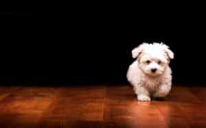 Adorable Fluffy Puppy Wallpaper