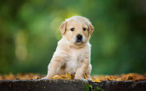 Adorable Golden Retriever Puppy In Mid-yawn Wallpaper