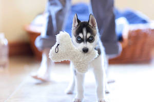 Adorable Husky Puppy Playing With His Favorite Toy Wallpaper